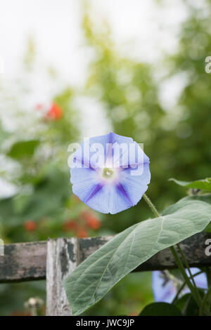 Ipomea 'Inkspots'. Gloire du matin fleur sur un treillis de jardin. UK Banque D'Images