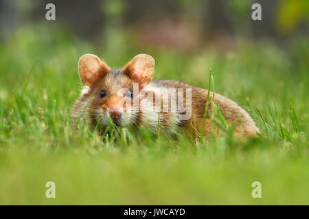 Grand hamster (Cricetus cricetus) assis dans un pré, Autriche Banque D'Images