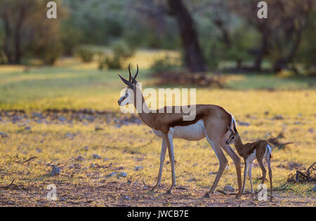 Les Springboks (Antidorcas marsupialis), brebis avec agneau nouveau-né, pendant la saison des pluies, Désert du Kalahari Banque D'Images