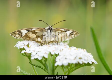 Blanc marbré (Melanargia galathea) sur l'achillée millefeuille (Achillea millefolium), Hesse, Allemagne Banque D'Images