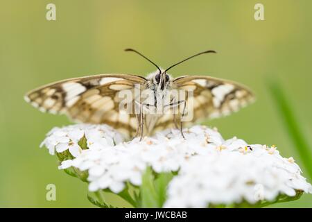 Blanc marbré (Melanargia galathea) sur l'achillée millefeuille (Achillea millefolium), Hesse, Allemagne Banque D'Images