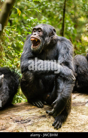 (Pan Troglodytes chimpanzé commun) en forêt, parc national de Kibale, en Ouganda Banque D'Images