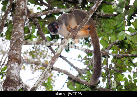 Lémurien brun commun, l'Eulemur fulvus, dans leur habitat naturel dans le Parc National Andasibe, Madagascar Banque D'Images