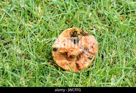 Les guêpes manger une pomme pourrie sur le terrain Banque D'Images