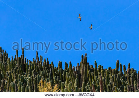 Blue-footed boobies en vol au-dessus d'une forêt de cactus cardon sur l'île de San Pedro Martir. Banque D'Images