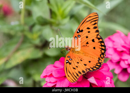 Photo gros plan horizontal d'un papillon orange vif sur un zinnia rose avec un fond vert Banque D'Images