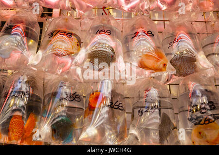 Vente de poissons pour animaux de compagnie dans l'un des nombreux Tung Choi Street animaux animaux à Mongkok. La région, mieux connu sous le nom de Marché de poissons rouges, est bordée de chaque côté avec le pet sho Banque D'Images