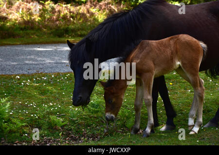 Le parc national New Forest poney Hampshire England UK Banque D'Images
