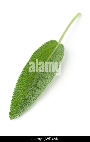 Bio frais, feuille de sauge sur fond blanc Banque D'Images