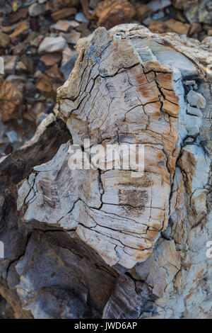 Forêt Pétrifiée de souches dans la Bisti/De-Na-Zin désert près de Farmington, New Mexico, USA Banque D'Images