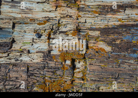 Les lichens sur un journal de conifères pétrifiés de l'érosion des dépôts d'argile cendrée plus doux dans la Bisti/De-Na-Zin désert près de Farmington, New Mexico, USA Banque D'Images