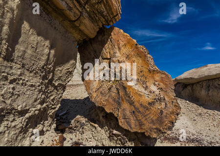 Grain fin du journal de conifères pétrifiés de l'érosion des dépôts d'argile cendrée plus doux dans la Bisti/De-Na-Zin désert près de Farmington, New Mexico, USA Banque D'Images