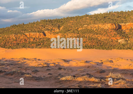 Dunes dans lumière du soir dans la région de Coral Pink Sand Dunes State Park, Utah, USA Banque D'Images