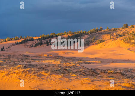 Dunes dans lumière du soir dans la région de Coral Pink Sand Dunes State Park, Utah, USA Banque D'Images