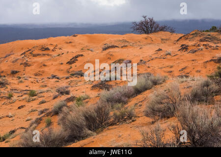 Matin ciel couvert à Coral Pink Sand Dunes State Park, Utah, USA Banque D'Images