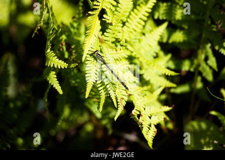 Une libellule de la couleur du ciel se trouve sur un champ dans la forêt sur les feuilles de la fougère. En été il y a beaucoup d'entre eux sur les clairières ensoleillées, mais il Banque D'Images