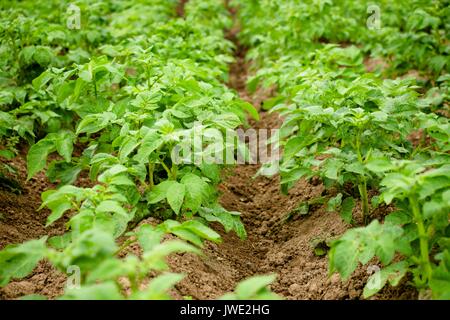 Dans le jardin, la pomme de terre se développe. Avec des soins appropriés, la pomme de terre d'arbustes sera fort et beau, et en conséquence, la pomme de terre elle-même sera bonne. Banque D'Images