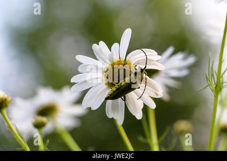 Sur une clairière dans la forêt sur une belle fleur marguerite blanche se trouve un scarabée vert avec de grandes antennes. Banque D'Images