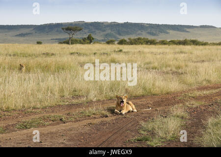 Lion cub le bâillement tout en vous reposant à road, Masai Mara, Kenya Banque D'Images