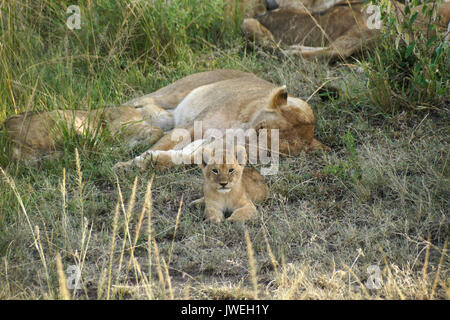 Petit lion cub éveillé alors que le reste de la fierté dort dans l'ombre, Masai Mara, Kenya Banque D'Images