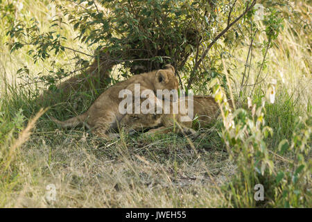 Petit lion cub jouer avec plus de couchage cub, Masai Mara, Kenya Banque D'Images