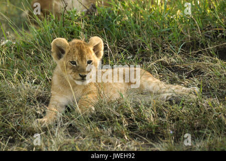 Petit lion cub éveillé alors que le reste de la fierté dort dans l'ombre, Masai Mara, Kenya Banque D'Images