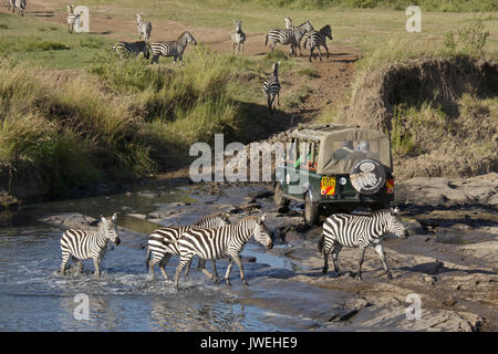 Véhicule Safari crossing river où Burchell (commun ou plaine) zèbres buvaient, Masai Mara, Kenya Banque D'Images