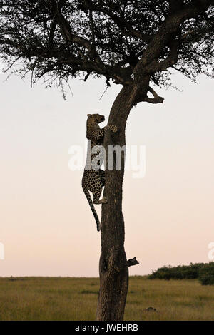 Leopard descendant à la fin de la journée, Masai Mara, Kenya Banque D'Images