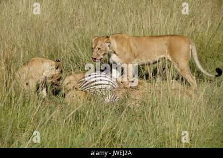 Lion pride (femelles et leurs petits) sur un zèbre tuer, Masai Mara Game Reserve, Kenya Banque D'Images