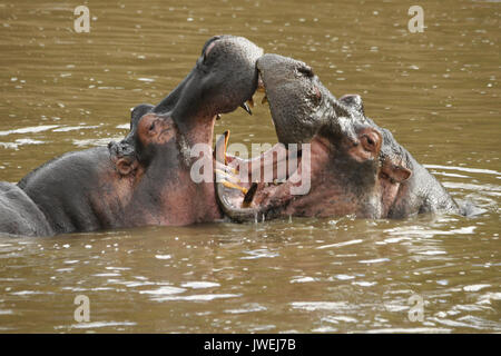 Hippopotames jouer-combats (dans la bouche) dans la rivière Mara, Masai Mara, Kenya Banque D'Images