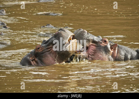 Hippopotames jouer-combats (dans la bouche) dans la rivière Mara, Masai Mara, Kenya Banque D'Images