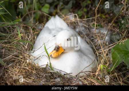 Canard d'appel blanc dans quelques semaines assis sur ses oeufs. Banque D'Images