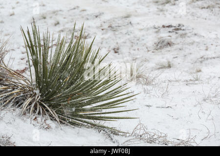 Yucca Yucca angustissima, Kanab var. kanabensis, dans la neige en Coral Pink Sand Dunes State Park, Utah, USA Banque D'Images