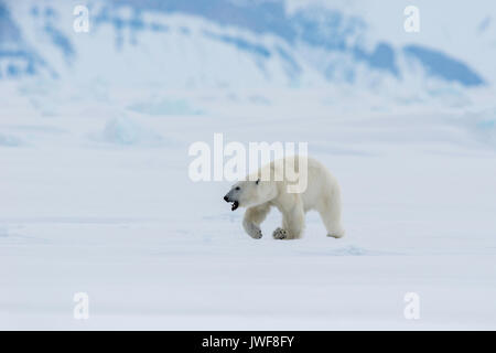 L'ours polaire mâle la surface gelée d'itinérance de l'Admiralty Inlet, dans le Nord de l'île de Baffin, au Canada. Banque D'Images