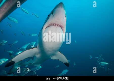 Grand requin blanc nageant à travers une école de carangues jacks, Neptune, Australie du Sud. Banque D'Images