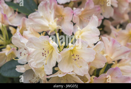 Blühende rosa Azalee (Rhododendron spec.) Bayern, Deutschland, Europa Banque D'Images