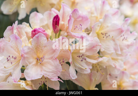 Blühende rosa Azalee (Rhododendron spec.) Bayern, Deutschland, Europa Banque D'Images