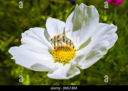 Braunschweiger Honigbiene (Apis mellifera) mit, Schmuckkörbchen Cosmea (Cosmea bipinnata), Bayern, Deutschland, Europa Banque D'Images