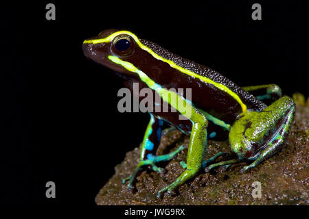 Trois-striped poison dart frog, Ameerega trivittatus Banque D'Images