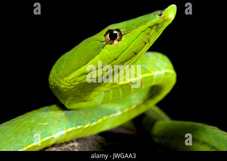 Serpent de vigne vert d'Amérique du Sud, Oxybelis fulgidus Banque D'Images