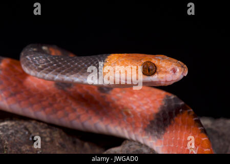 Serpent de vigne rouge, Siphlophis compressus Banque D'Images