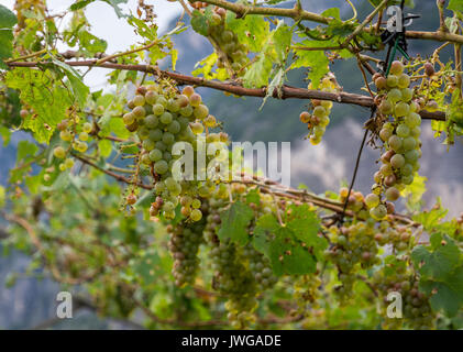 Vignoble et les raisins endommagés après une tempête de grêle détruisant les récoltes. La grêle ont presque entièrement détruit la récolte. Banque D'Images