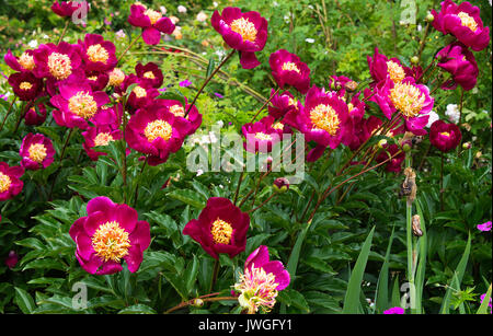 Belles fleurs de pivoine globe de lumière font d'une fonction dans les jardins Butchart Victoria Vancouver Island British Columbia Canada Banque D'Images