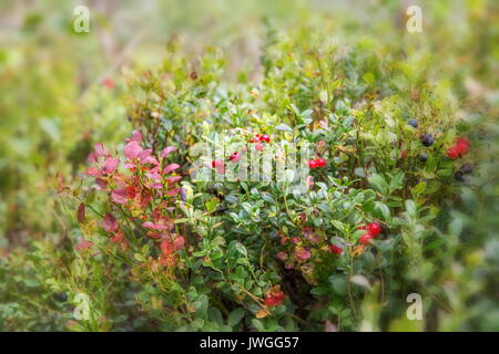 Les baies sauvages sur un arrière-plan dans une continuation de la forêt. Les bleuets, les airelles et Heather dans une forêt de pins. Paysage de fin d'été ou au début de l'automne. Banque D'Images