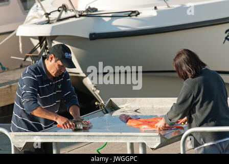 Couper les saumons chinook dans le port de Prince Rupert, Colombie-Britannique, Canada Banque D'Images