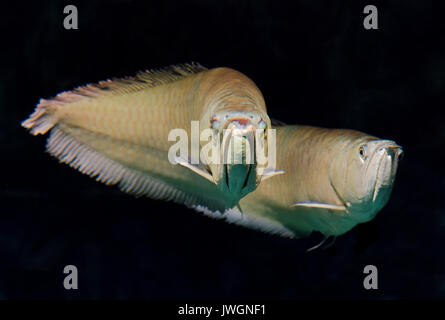 Osteoglossum bicirrhosum arowana, argent Banque D'Images