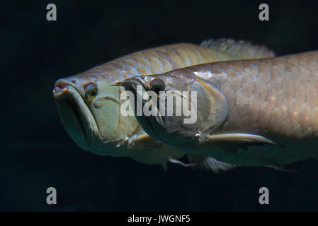 Osteoglossum bicirrhosum arowana, argent Banque D'Images