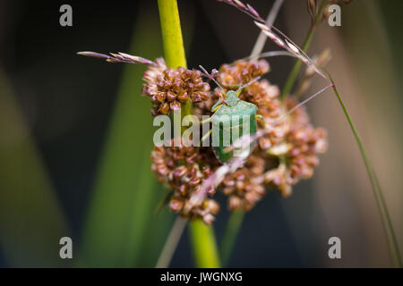 Green Shield Bug commun. Adultes nouvellement émergés. Banque D'Images