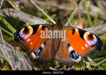 Peacock butterfly. Banque D'Images