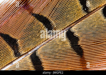 Close-up de plumes de faisan Banque D'Images